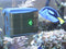 AquaGenesis RoboSnail Automatic Aquarium Glass Cleaner for Fish Tanks