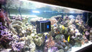 AquaGenesis Robosnail Automatic Aquarium Glass Cleaner